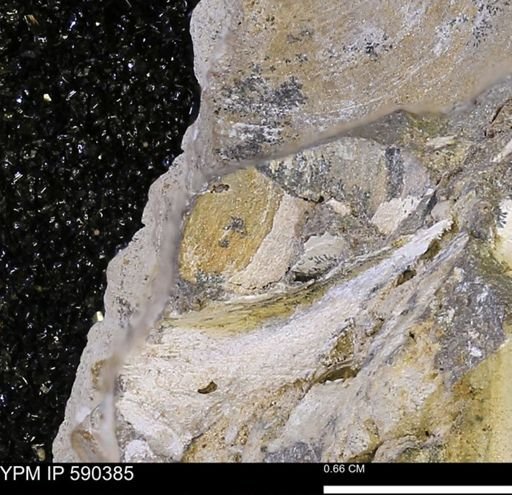 Protocardia?