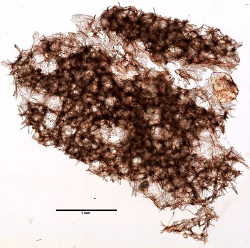 Iophon nigricans