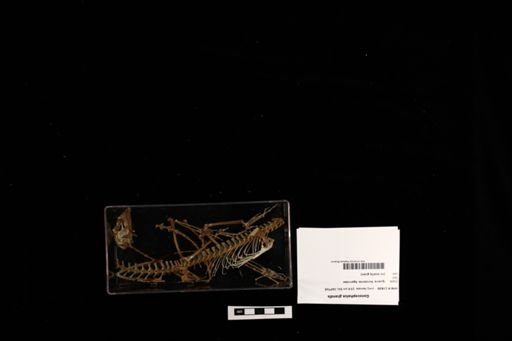 Gonocephalus grandis