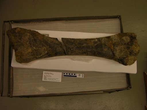 Hadrosauridae