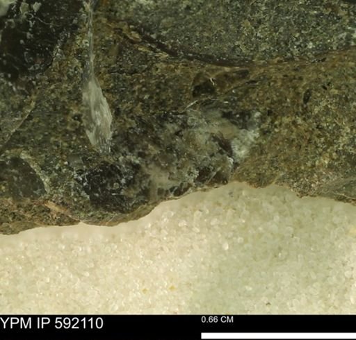 Ostrea sp.