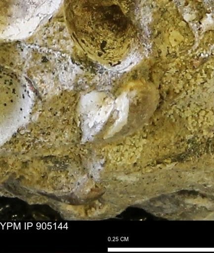 Corbulamella?