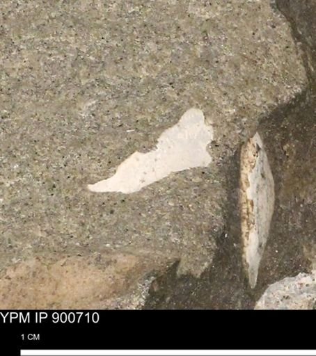 undet. Mollusca