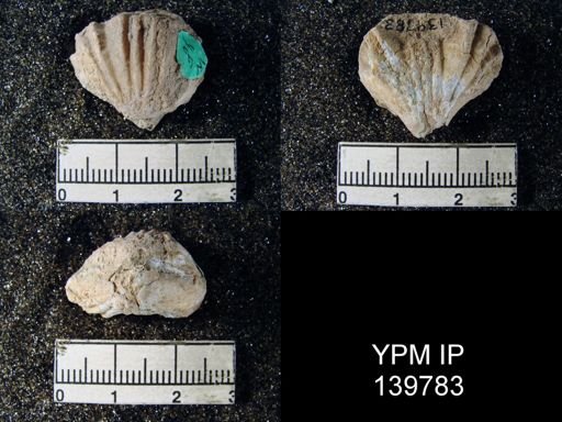 Terebratuloidea davidsoni