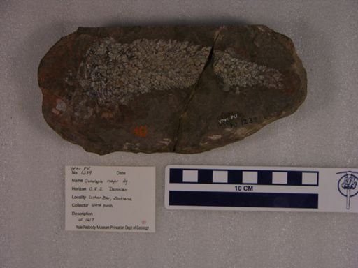 Osteolepis major