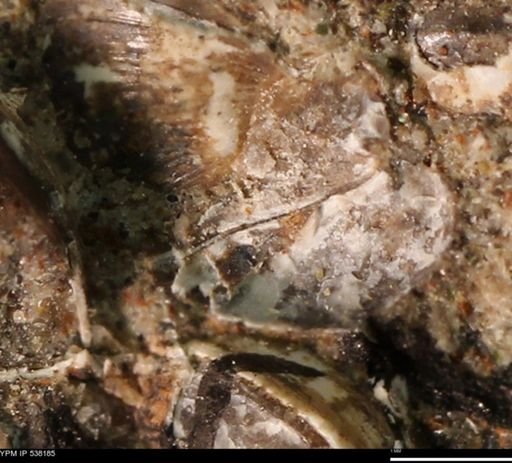 Corbulamella gregaria