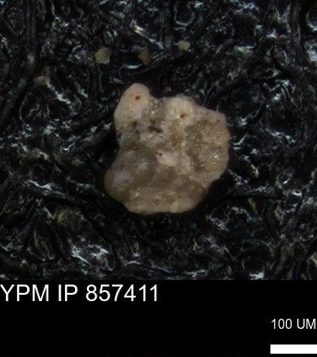 undet. Foraminiferida