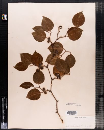 Smilax rotundifolia