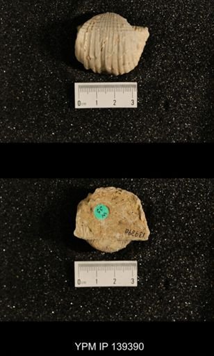 Productus (Dictyoclostus) sp.