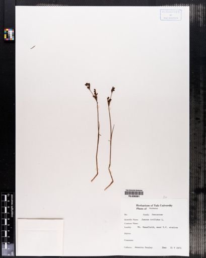 Juncus trifidus