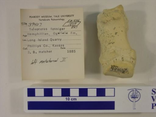 Teleoceras fossiger