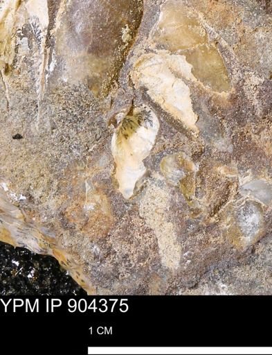 undet. Mollusca