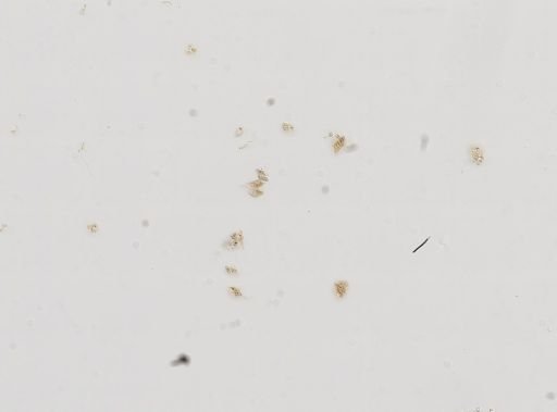 Hydrobia glabra