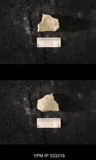 Heterotrypa?