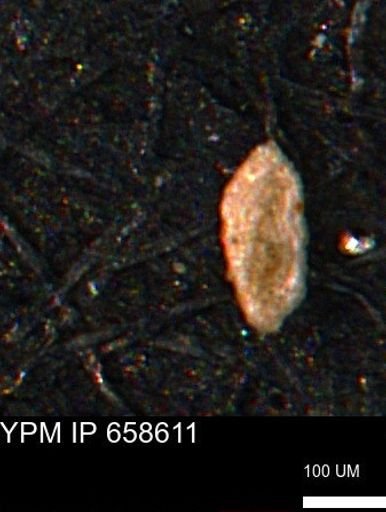 Spirolocammina planula