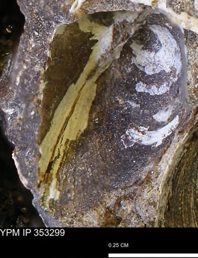Limopsis striatopunctatus