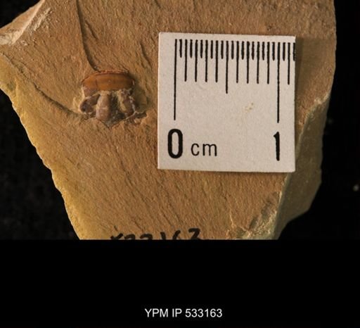 Elrathia kingi