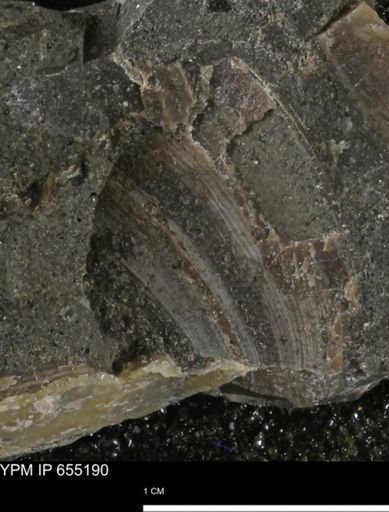 undet. Bivalvia