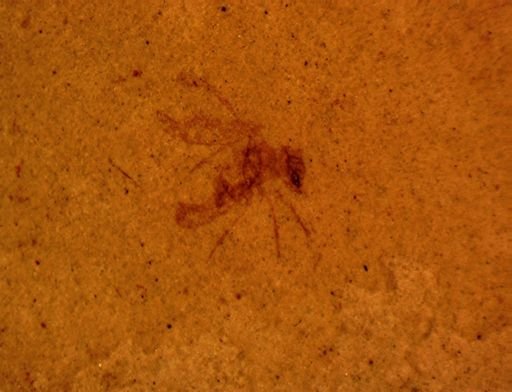 Psocoptera?
