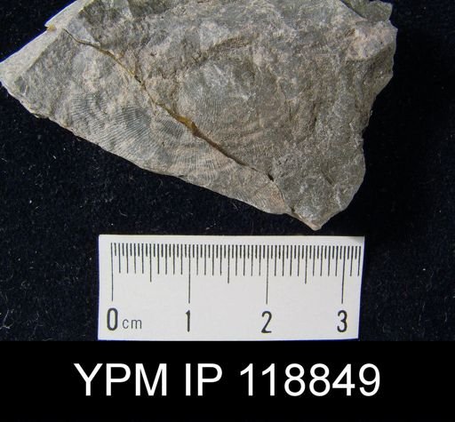 Leptaena rhomboidalis