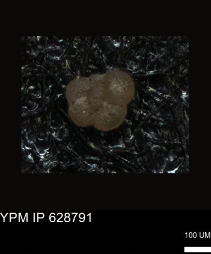 undet. Foraminiferida