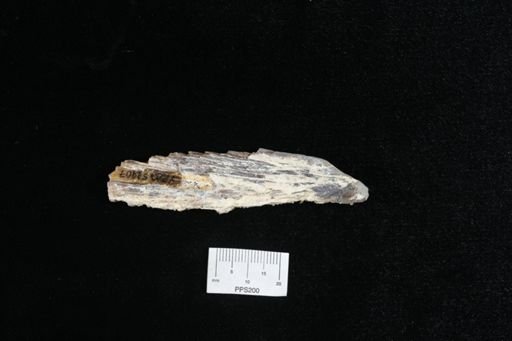 Cimolichthys sp.