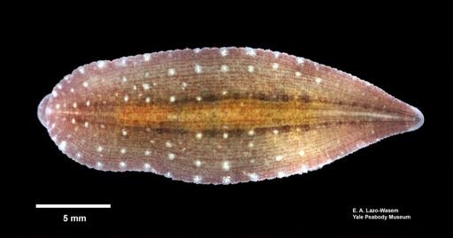 Glossiphonia elegans