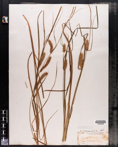 Carex vesicaria