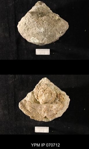 Favosites louisvillensis?