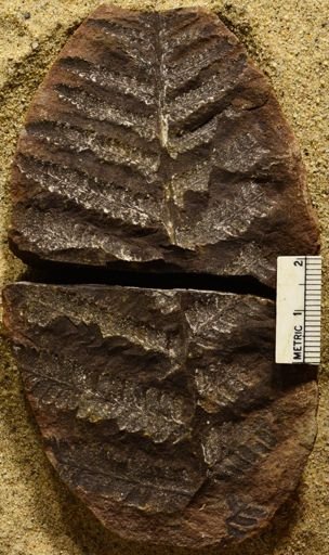 Pecopteris sp.