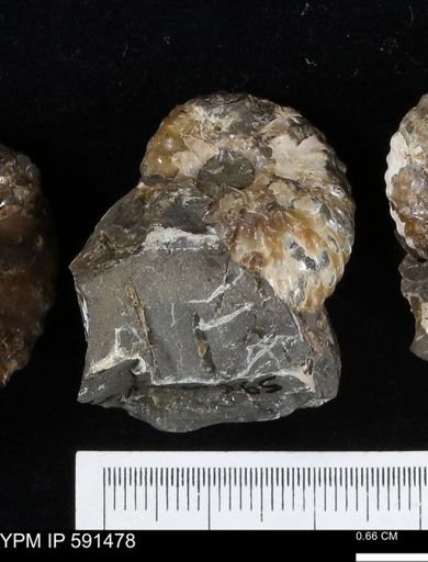 Hoploscaphites