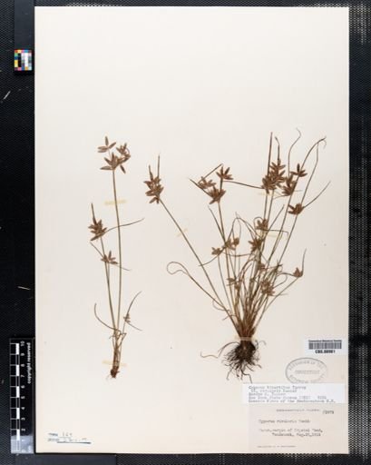 Cyperus bipartitus