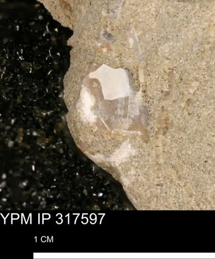 undet. Mollusca