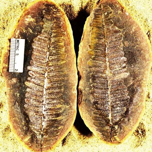 Pecopteris