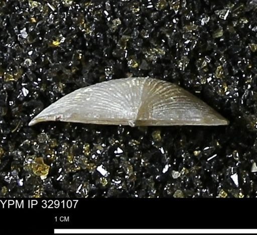 Chonetes scitulus