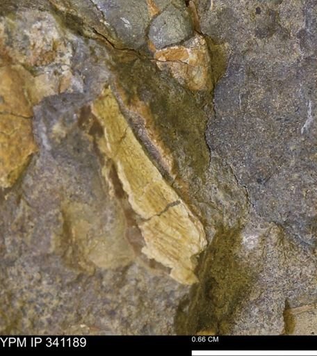 undet. Mollusca