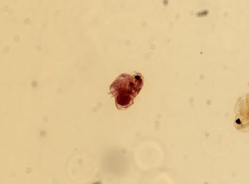 Podon leuckartii