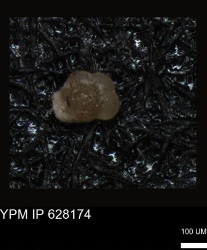undet. Foraminiferida
