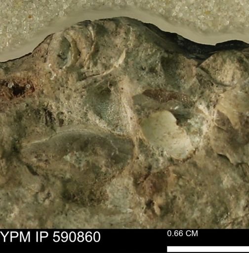 undet. Bivalvia