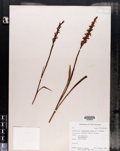 Spiranthes cernua