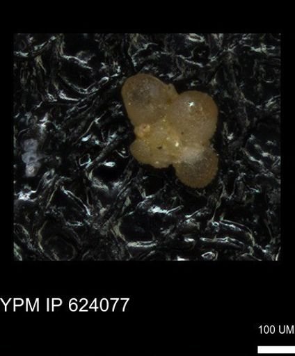 undet. Foraminiferida