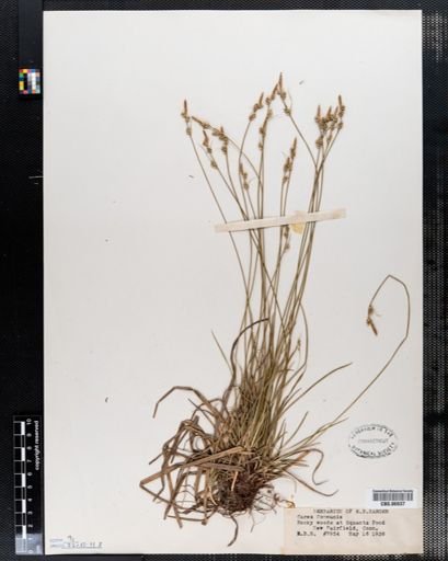 Carex communis