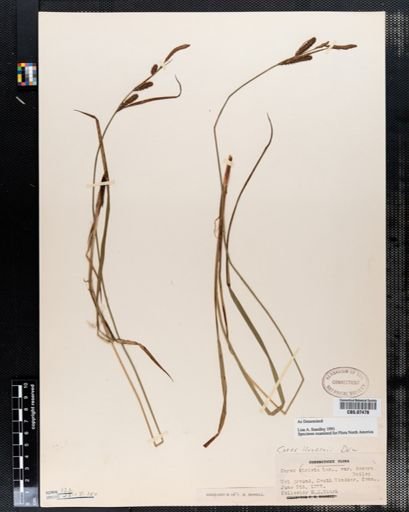 Carex stricta