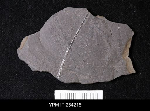 Tetragraptus quadribrachiatus