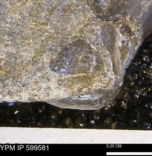 Protocardia subquadrata
