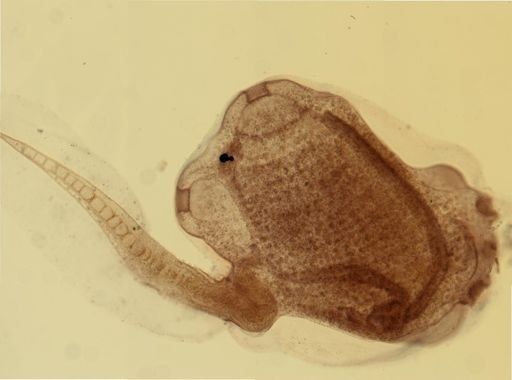 Ecteinascidia turbinata