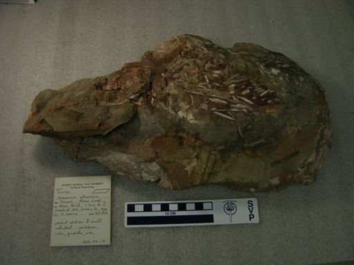 Corosaurus alcovensis