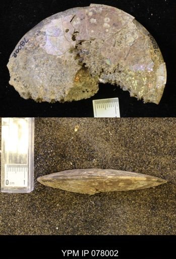 undet. Sphenodiscidae
