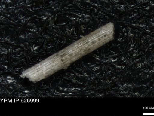 Echinoidea?