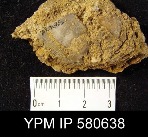 Strophomena?